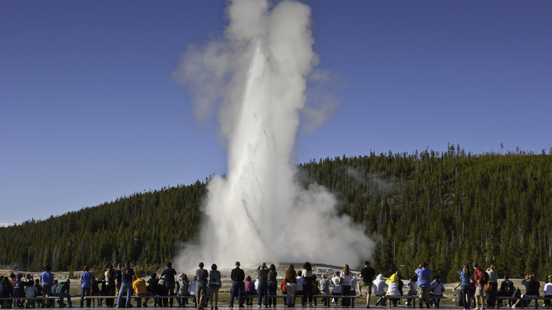 old faithful erupts Yellowstone crowd